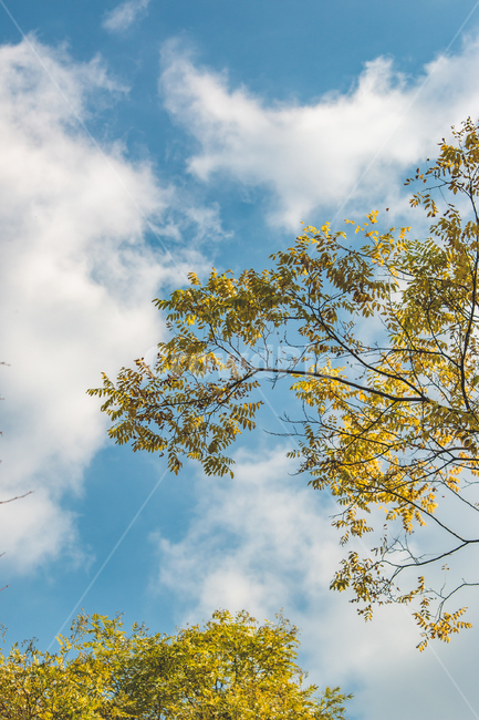 가을,autumn,fall,야외,outdoor,공원,park,자연,nature,맑은날,clear,나무,tree,plant,식물,하늘,sky,파란색,파랑,blue,구름,cloud,clouds,가을,계절,fall,autumn,season,자연,풍경,nature,landscape
