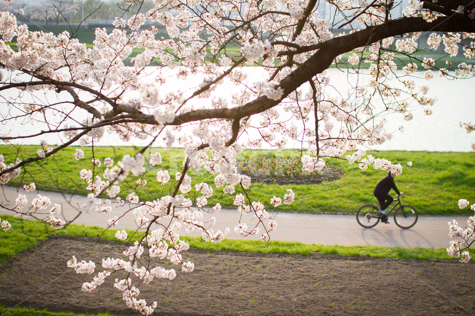 봄,벚꽃,벚꽃터널,봄나들이,천변,나들이,자전거,라이딩,spring,cherryblossom,벚꽃나무,봄날,봄바람,꽃송이,벚꽃날림,벚꽃잎,꽃잎,봄,계절,spring,season,식물,자연,plants,nature,꽃,flower,사람,인물,인간,human,person,스포츠,레저,운동,sports,leisure,exercise,건강,헬스웨어,헬스케어,healthware,health care,bike,vehicle,차량,transportation,교통,bicycle,plant,wheel,바퀴,machine,기계,blossom