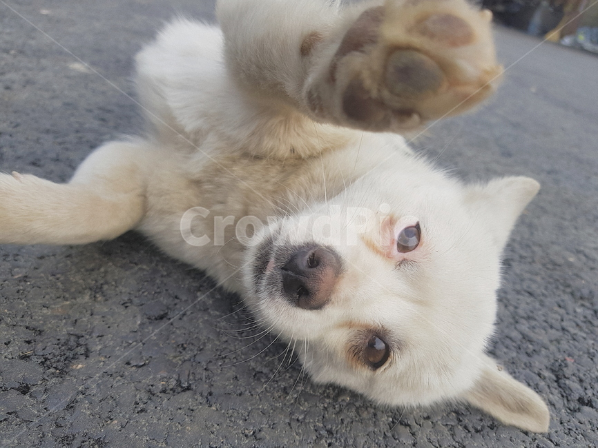 동물,개,강아지,반려동물,dog