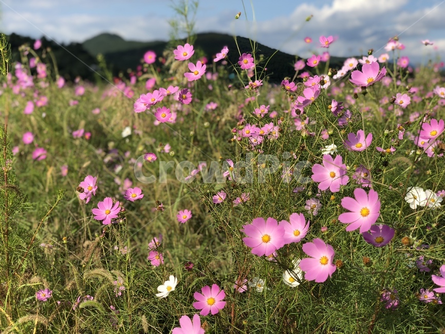 plant,식물,flower,꽃,코스모스,blossom,식물,자연,plants,nature,꽃,flower