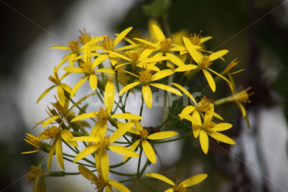 독일아이비,seneciotamoides,국화과,꽃,식물원,식물,자연,plants,nature,꽃,flower