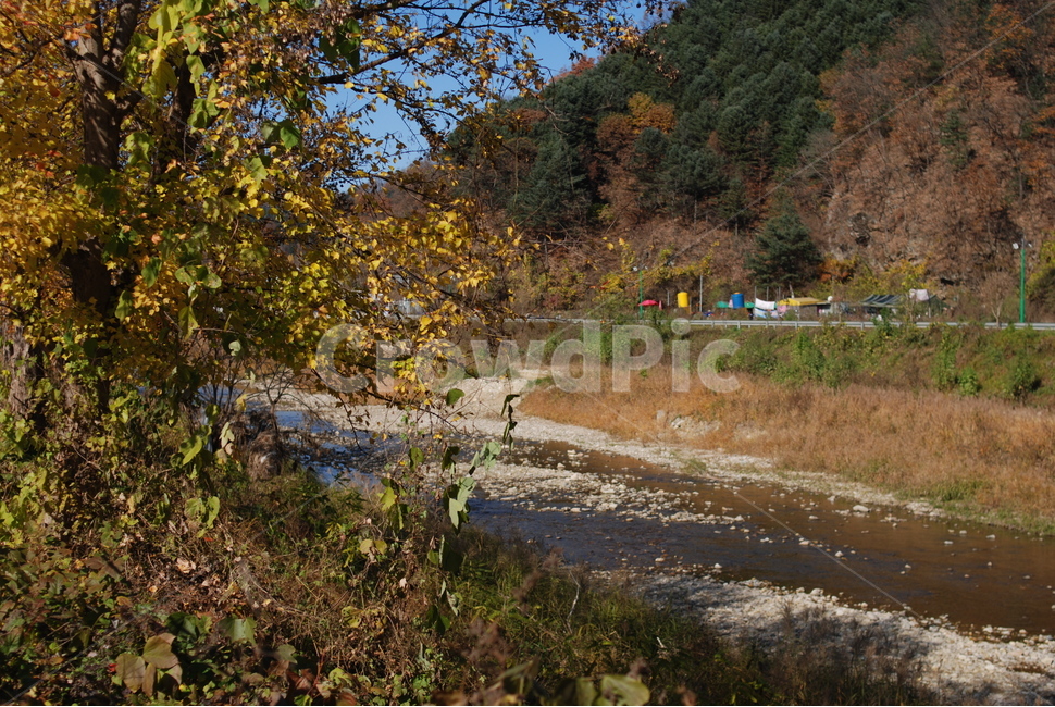 낙엽,단풍,가을,풍경,하천,가을,계절,fall,autumn,season,자연,풍경,nature,landscape,tree,나무,plant,식물