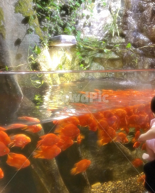 금붕어,아기,물고기,주황색,물,수족관,아쿠아리움,어항,해초,fish