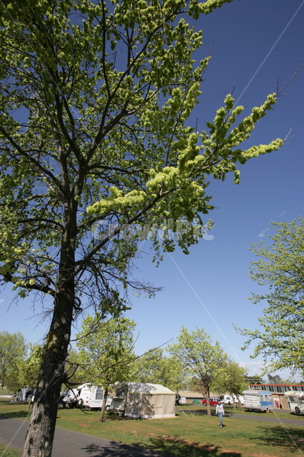 tree,나무,plant,treetrunk,나무줄기