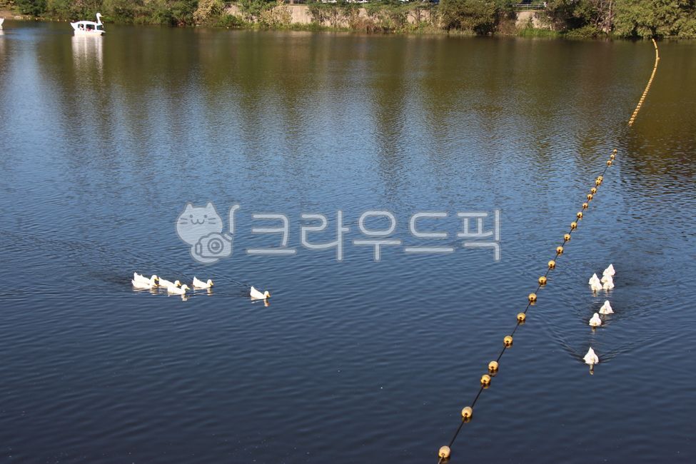 오리떼,동물,경계선,호수,분단,ducks,animal,line,lake