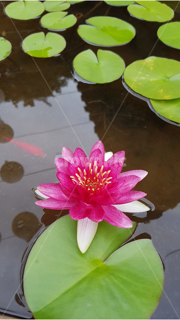 연꽃,꽃,물,절,사찰,부처,불교,식물,자연,plants,nature,꽃,flower