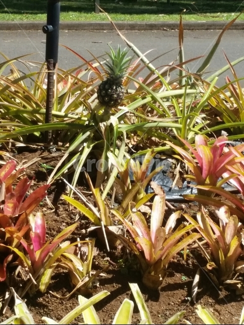 파인애플,열대과일,하와이,식물,열매,식물,자연,plants,nature