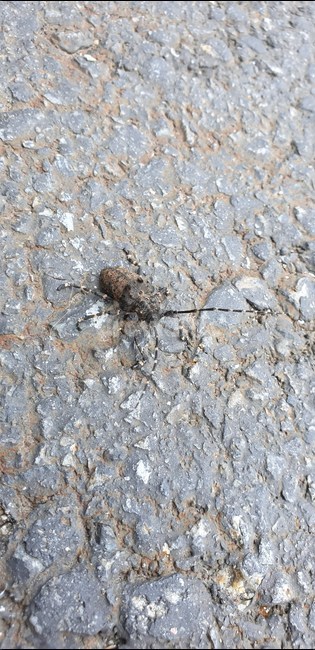 곤충,하늘소,사슴벌레,천연기념물,더틈이곤충,곤충,벌레,insect,bug