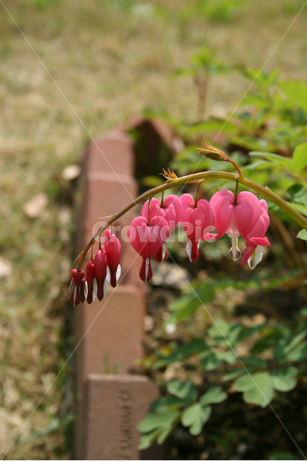 금낭화,봄,봄날,봄풍경,감성,spring,flower,공원,풍경,식물,새싹,잎,초록,꽃,분홍색,봄,계절,spring,season,식물,자연,plants,nature,꽃,flower,plant,geranium,제라늄,blossom