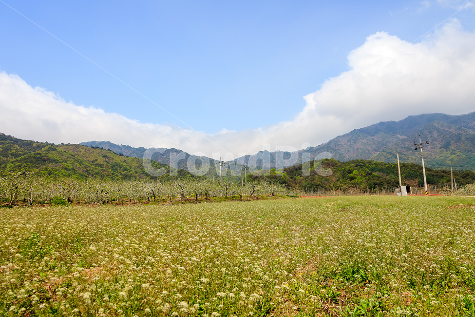 민들레,꽃,봄,농촌,민들레꽃,자연,풍경,nature,landscape,outdoors,옥외,field,들,grassland,목초지,rural,farm,농장,meadow