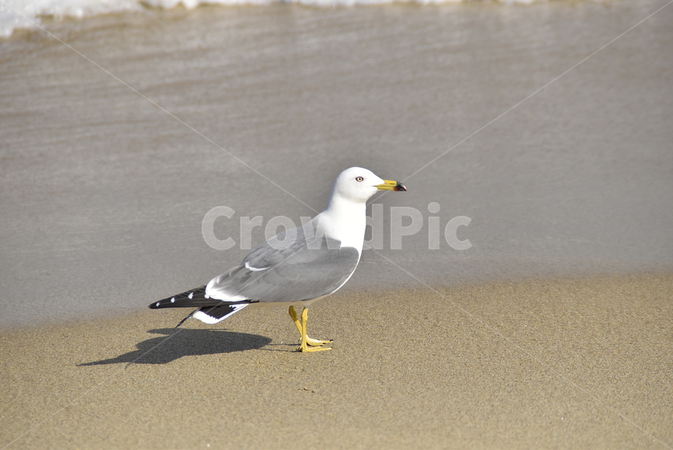 갈매기,seagull,바다,sea,모래,조류,새,birds