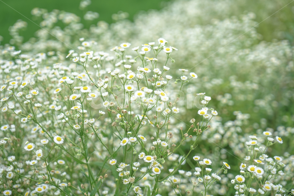 꽃,들,들꽃,자연,식물,개망초,식물,자연,plants,nature,꽃,flower