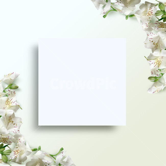 natural,nature,flora,flower,spring,background image,petal,background,plant,season,frame