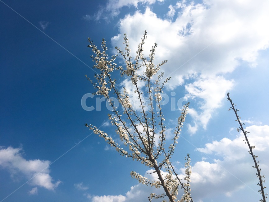 하늘,구름,나무,꽃,꽃나무,앵두꽃,햇살,계절,봄,sky,skyblue,flower,cherrytree,시골,country,flowerplant
