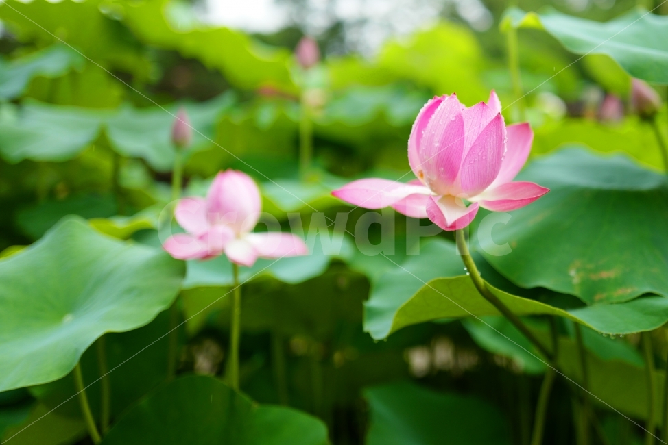 연꽃,꽃,연잎,식물,비,식물,자연,plants,nature,꽃,flower