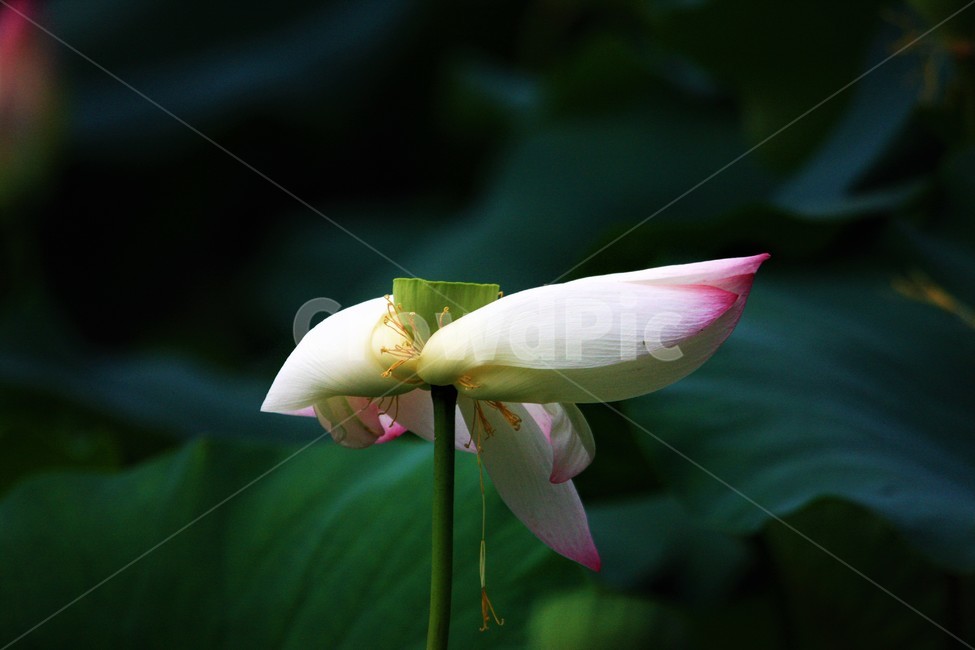 식물,연꽃,꽃,flower,flowerage,식물,자연,plants,nature,꽃,flower