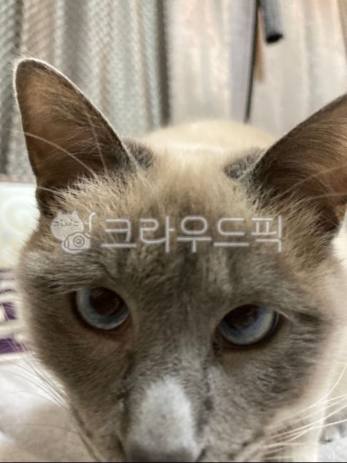 siamesecat,siamese cat,Pets,siamese,cat,animal,mammalia,pet,Siamese cat blue point