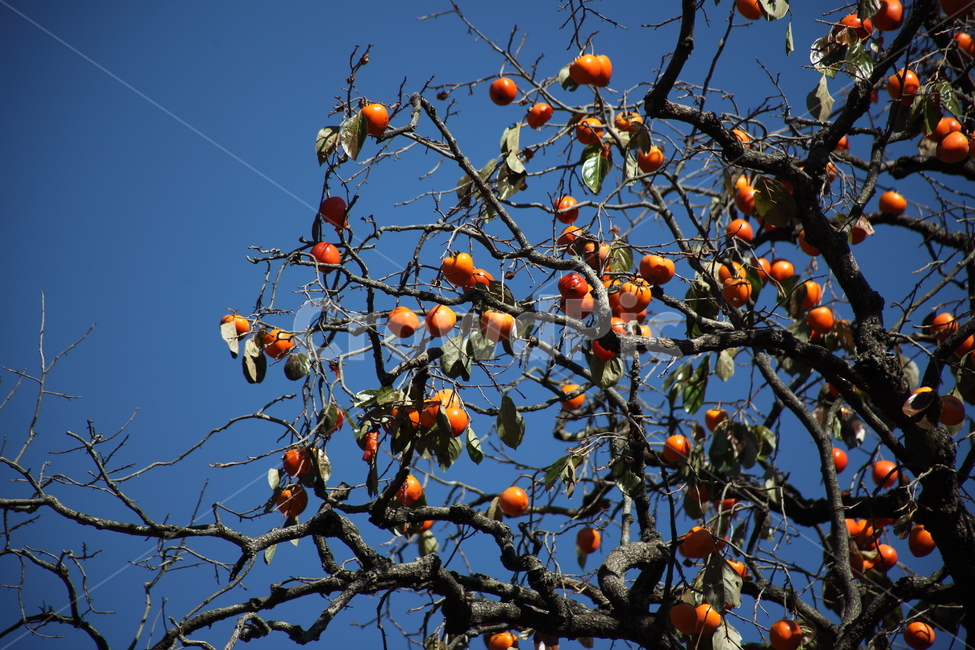감나무,감,홍시,가을,persimmon,식물,자연,plants,nature,나무,trees,wood,과일,열매,fruit