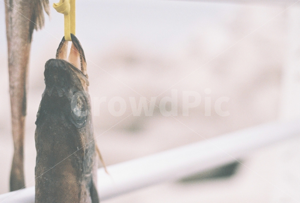 바다,동태,생선,건조,물고기,음식,식재료,요리,food,cook,meal,dishes,food reserves,수산물,해산물,fishery products,seafood,감성,sensible,feeling