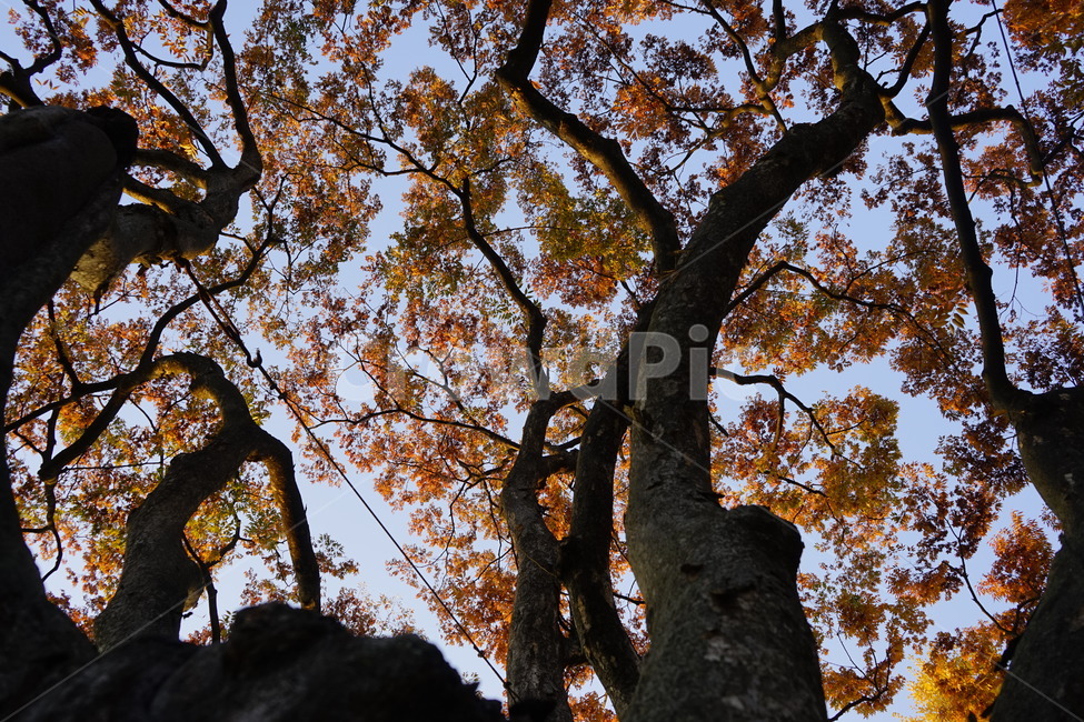 고목,느티나무,가을,하늘,가지,나무,plant,식물,나무줄기,treetrunk,가을감성,가을느낌,가을풍경,가을배경,풍경,가을,계절,fall,autumn,season,tree,tree trunk,나무 줄기