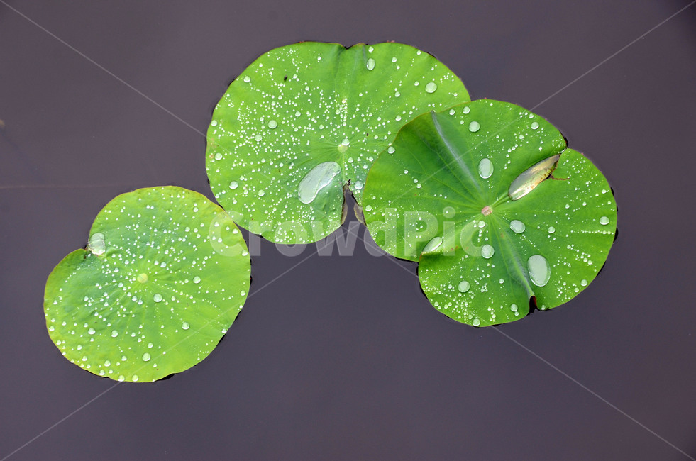 식물,꽃,수련,물방울,삼형제,식물,자연,plants,nature