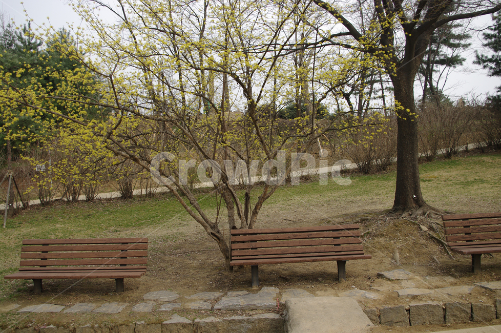 산수유,봄,spring,계절,식물,plant,자연,nature,꽃,flower,자연,풍경,nature,landscape,bench,벤치,park bench,공원 벤치