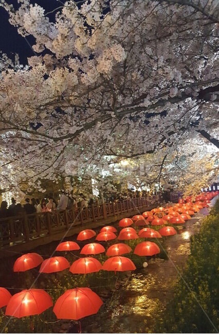 진해,벚꽃,벛꽃축제,봄,봄분위기,저녁분위기,봄,계절,spring,season,축제,행사,festival,carnival,event,plant,식물
