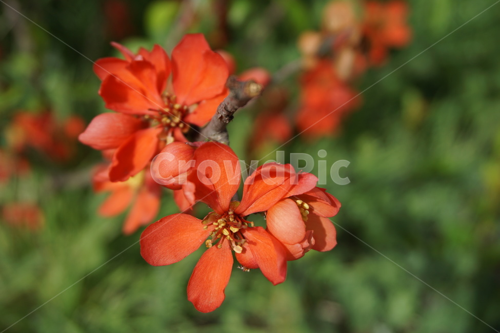 꽃,꽃잎,주황색,녹색,4월,봄,식물,자연,plants,nature,꽃,flower