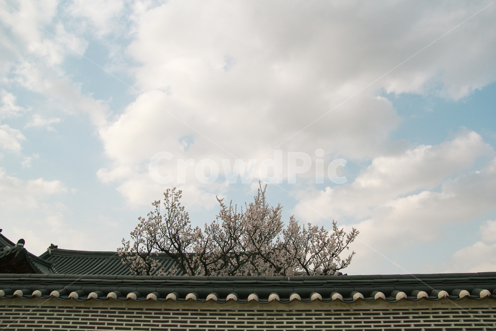 벚꽃,하늘,구름,풍경,고궁,경복궁,봄,계절,spring,season,한국전통,한국문화,korean traditional,korean culture,건축물,건물외관,exterior,building,structure,architecture,construction