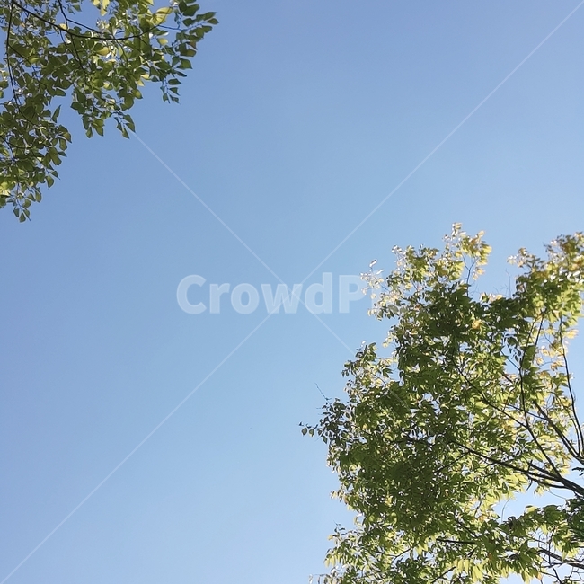 봄,푸른하늘,나뭇잎,감성,자연,자연,풍경,nature,landscape,tree,나무,plant,식물