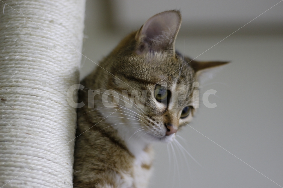 고양이,반려동물,유기묘,길냥이,애완동물,cat,pet,kitten,아기고양이,코숏,코리안숏헤어,동물,animal,캣타워,캣워커,캣폴,동물,animal,고양이,cat,kitten,kitty,포유류,mammal
