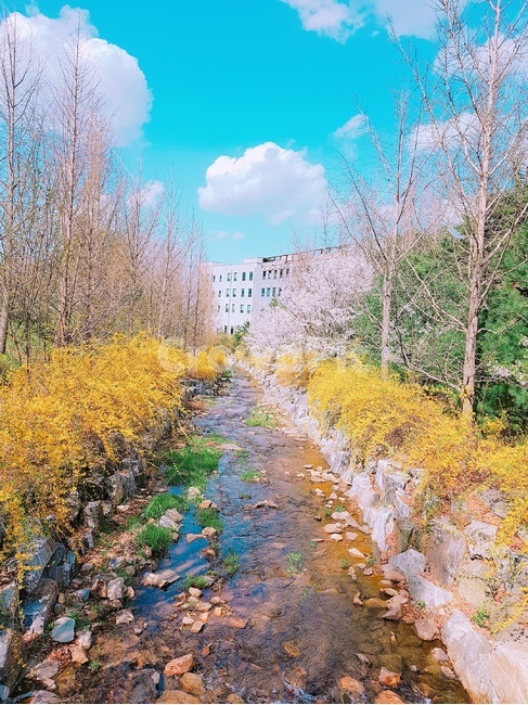 개나리,여울,풍경,봄,개울