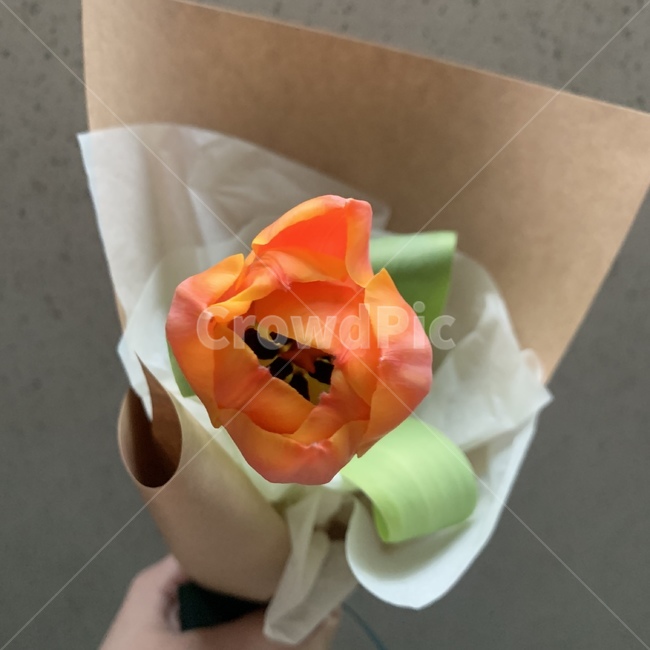 꽃,튤립,오렌지,한송이,봄,꽃,flower,기념일,축하,anniversary,congratulation,celebrate,celebration