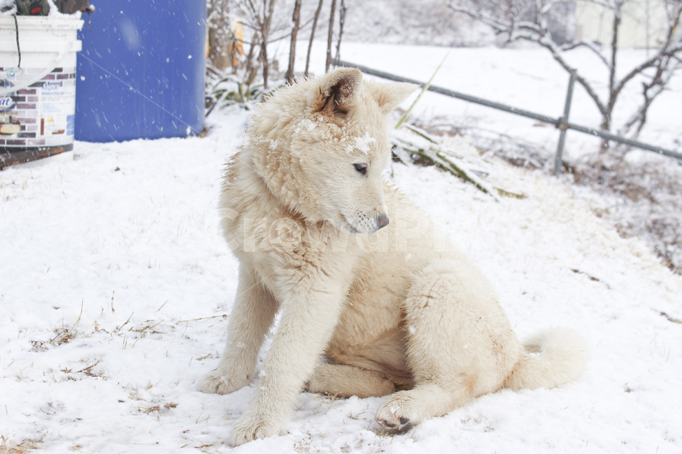 겨울,진돗개,강아지,눈,차가운,계절,추운,winter,snow,dog,puppy,겨울,계절,winter,season,동물,animal,포유류,mammal,개,강아지,dog,doggy