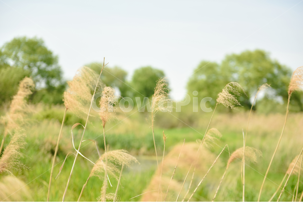 꽃,자연,접사,녹색,힐링,신선함,season,plants,nature,flower,sensible,feeling,색깔,색상,색채,색감,colorsense,colorsensitivity,feelingofcolor,감성,평온함,느낌,휴식,드라이플라워,초록