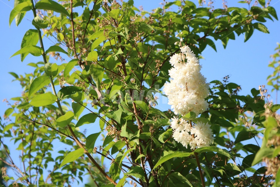 자연,하늘,나무,꽃,초록,흰색,nature,sky,tree,flower,green,white,sora,ki,hana,midori,shiro,하늘색,skyblue,sorairo,식물,자연,plants,nature,꽃,flower