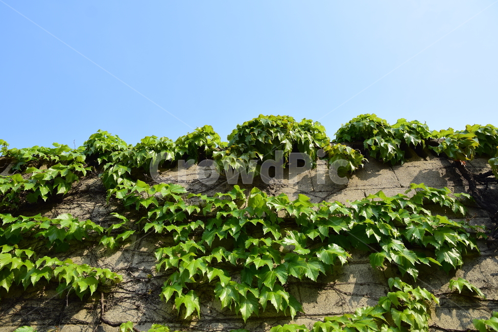 담쟁이덩쿨,담쟁이,담벼락,식물,배경,자연,nature,plant,background,백그라운드,자연이미지,자연배경,바탕,넝쿨,잎사귀,담쟁이덩굴,넝쿨식물