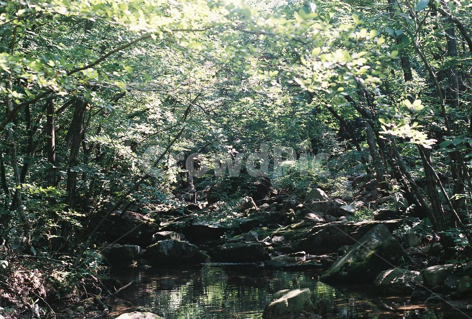 자연,nature,풍경,나무,숲속,필름사진,감성사진,여름,계절,summer,season,자연,풍경,nature,landscape,휴식,힐링,rest,relaxation,healing