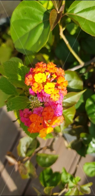 꽃,식물,화분,배경,줄기