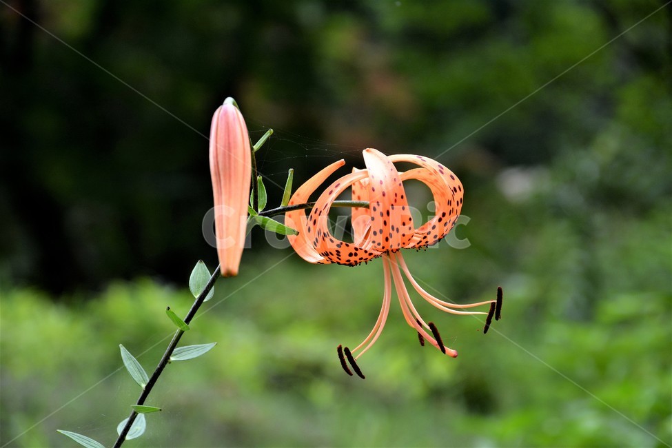 꽃,자연,봄,정원,나리꽃,아름다움,식물,자연,plants,nature,꽃,flower