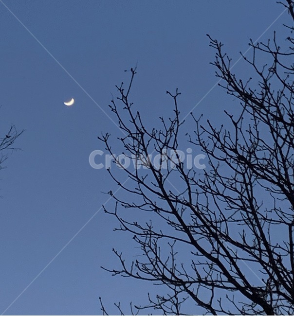 밤,달,자연,moon,night,nature