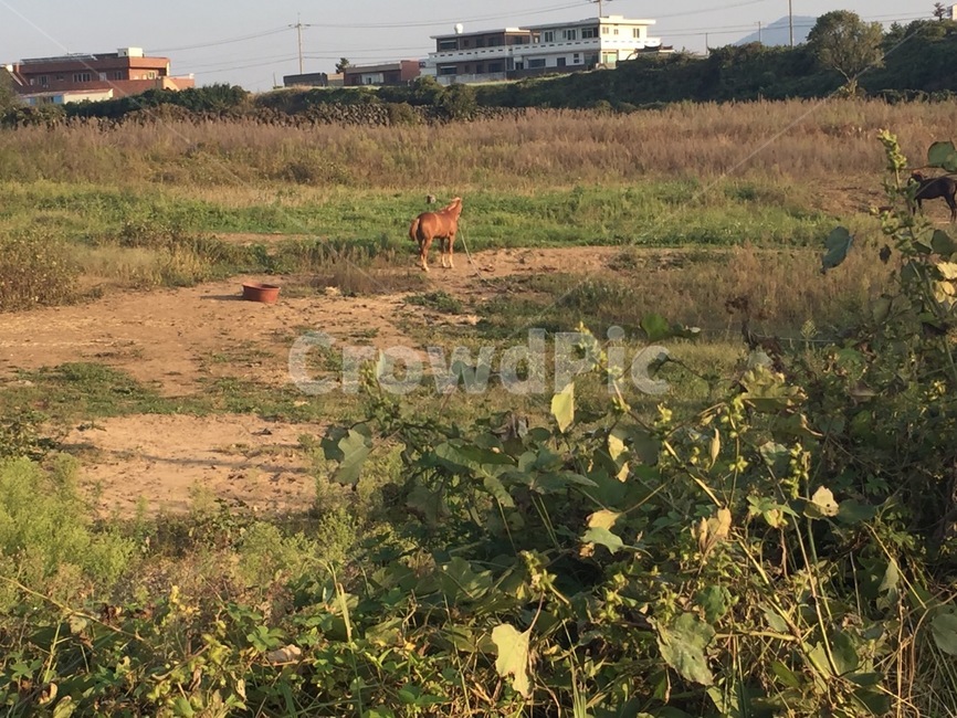 nature,자연,outdoors,옥외,antelope,영양,wildlife,야생동물,animal,동물,mammal,포유류,field,들,제주도