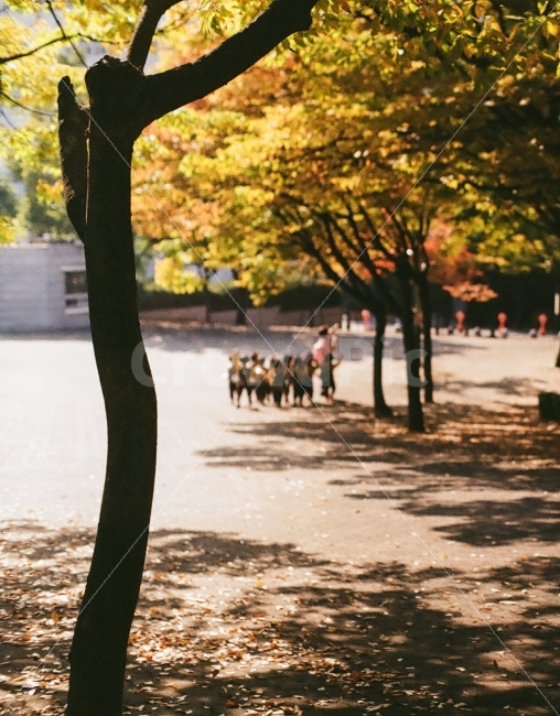 가을,소풍,동심,감성,추억,가을,계절,fall,autumn,season,식물,자연,plants,nature,나무,trees,wood,감성,sensible,feeling,tree,plant