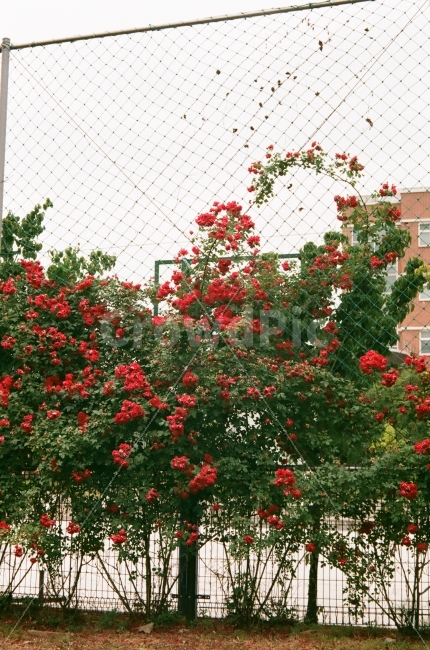 필름,필름사진,장미,담장,산책,동네,아날로그,꽃,초록,학교,film,filmphotography,fuji,walgreen,iso200,rose,walk,35mm,식물,자연,plants,nature,꽃,flower,감성,sensible,feeling
