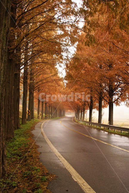 nature,tree,trees,natural scenery,emotion,fall,road,colonnade,plant,maple,Korean natural scenery,orangecolor,autumn,Metasequoia Road,orange color,Emotion,Maple,Fog