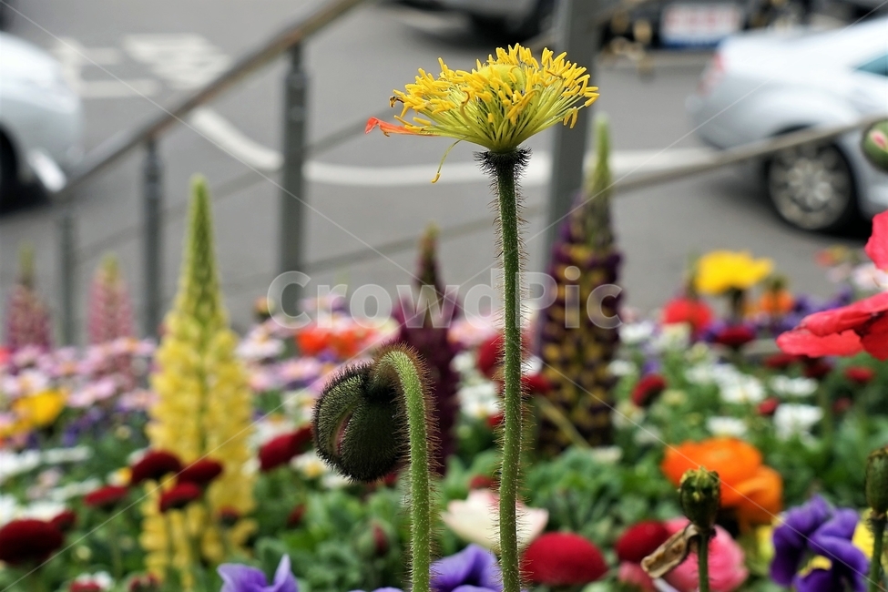 봄,꽃,꽃송이,원예,자연,아름다움,향기,spring,season,flower,floreal,bloom,nature,garden,beautiful,plant,식물,자연,plants,nature,꽃,flower