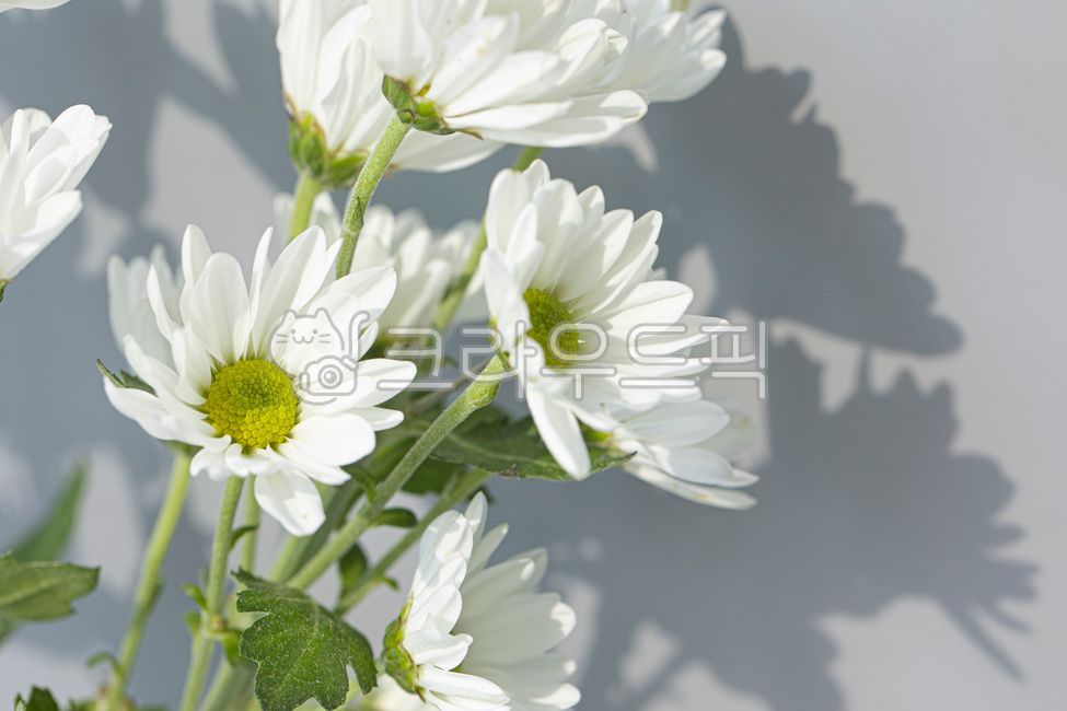 chrysanthemum flower,white flower,small country,Chrysanthemum,plant,vase,flower,interior