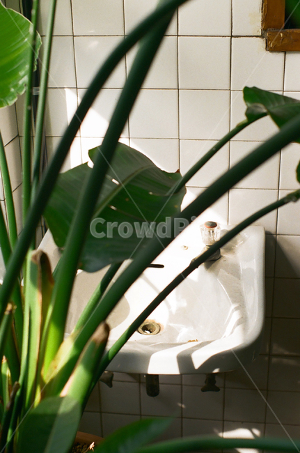 카페,세면대,인테리어,흰세면대,욕실,실내용화초,화분,화초,house plant