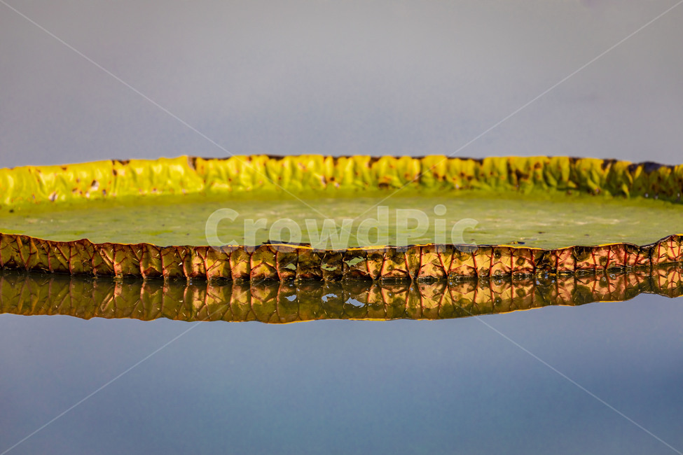 빅토리아연꽃,문양,습지,수상식물,반영,자연,관곡지,연꽃,부엽식물,큰가시연꽃,식물,자연,plants,nature