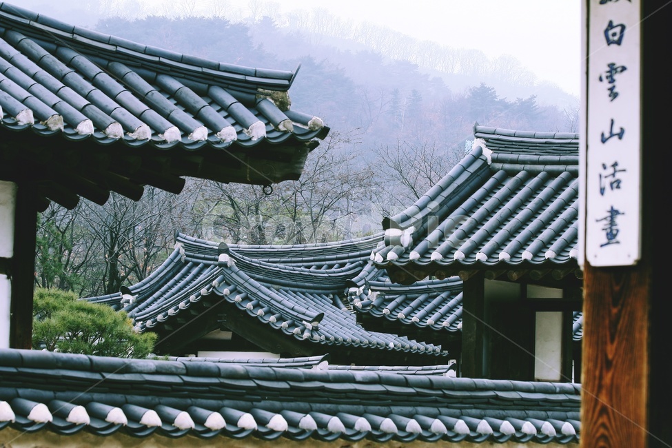 한옥,전통,기와,야외,소나무,지붕,한국전통,한국문화,korean traditional,korean culture